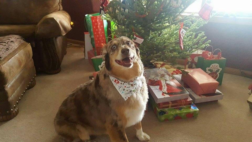 My big baby been to the groomer!