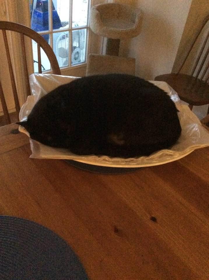 Molly asleep on the turkey platter. Haven't gotten all the Christmas stuff away yet!
