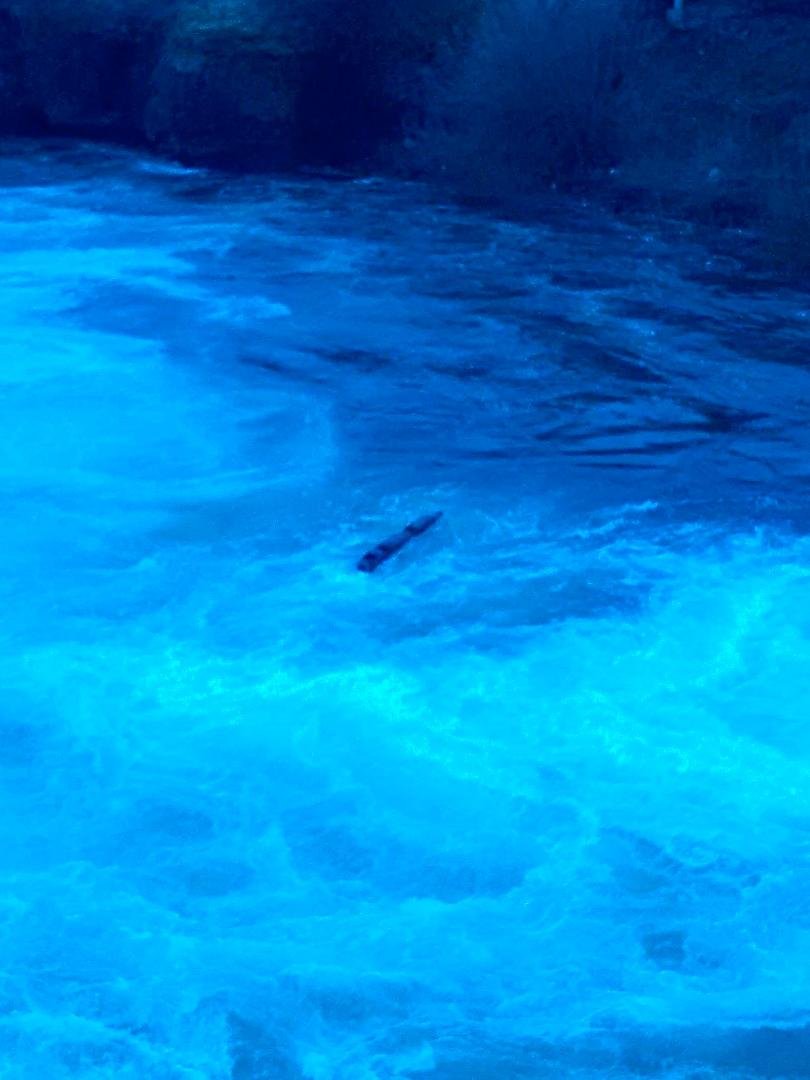 A log stuck in.a whirlpool this morning. If it was a person, they would either drown or die from.hypothermia. Unless, of course, the had whitewater experience and lived long enough to get to the eddy near the riverbank(wher
