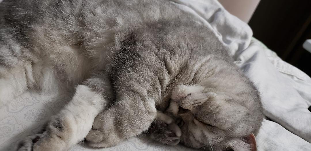 mid morning nap time, I'm hugging my back foot.