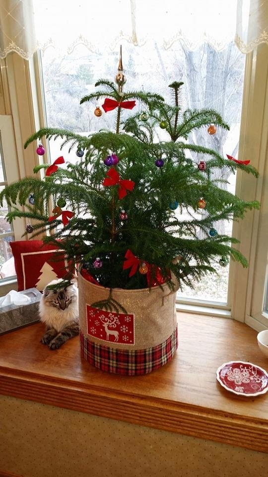 First tree 2014.