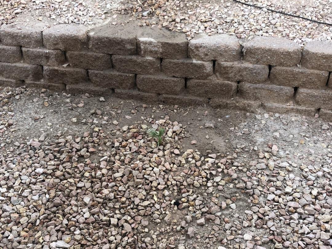 I have no idea how it got there, but we have a palm tree growing in our back yard!