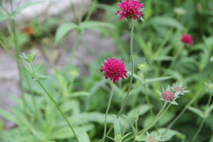 Jon Curby's album, pond and garden 2011
