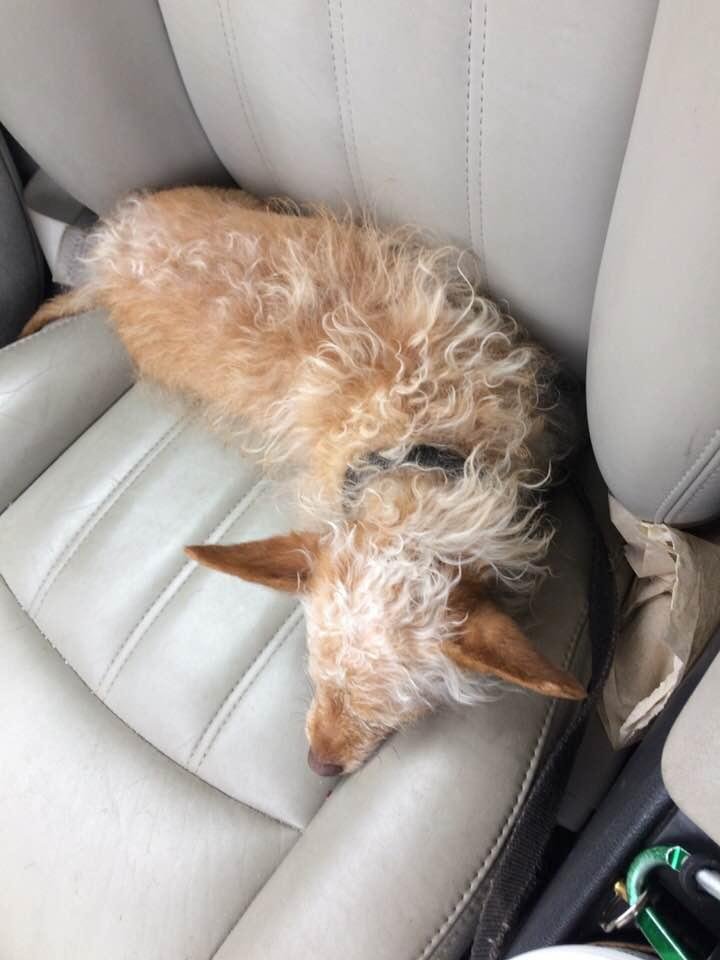 She is totally chill in the car.