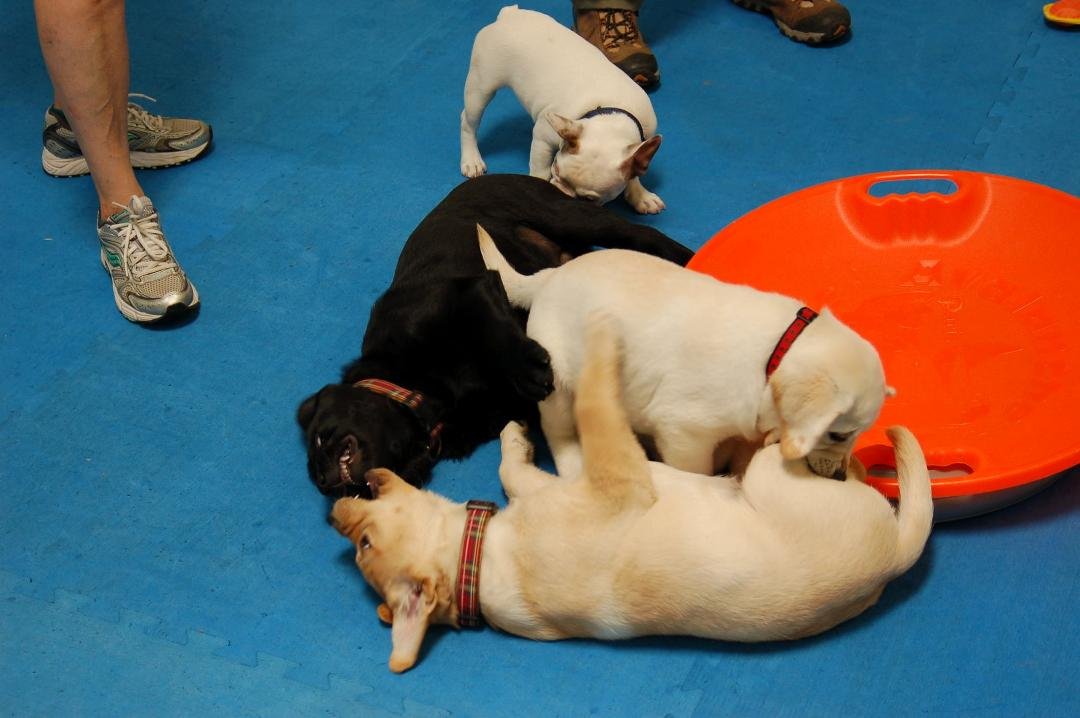 Is there anything more fun than watching four puppies meet and greet at a Puppy Socialization Class. Such a great class!