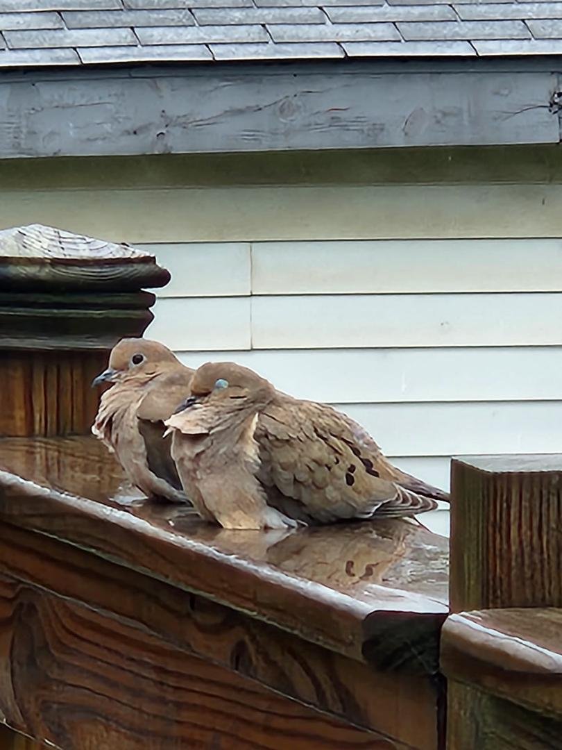 Aww the Doves are back they are so pretty & cute
