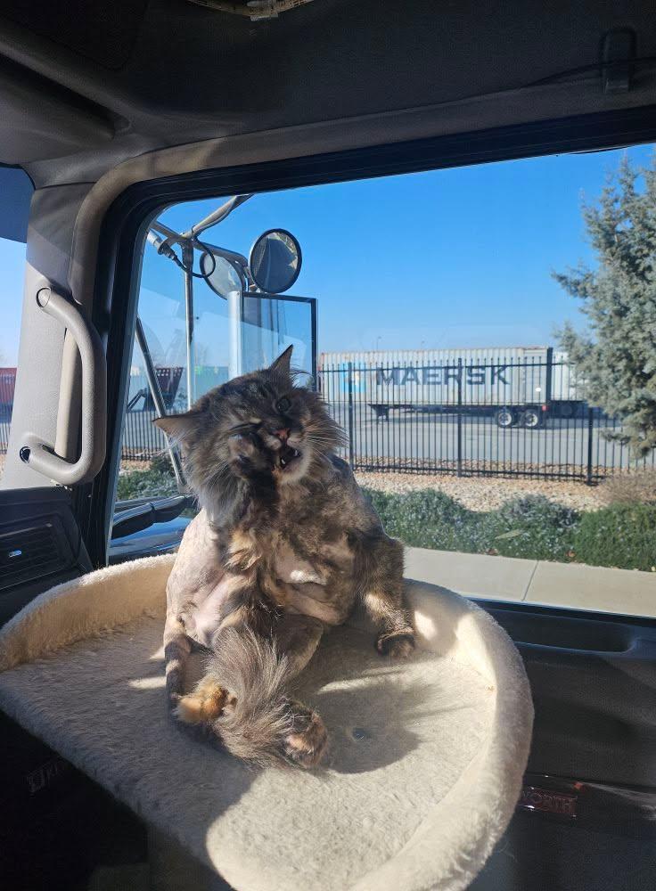 Dixie got her haircut yesterday