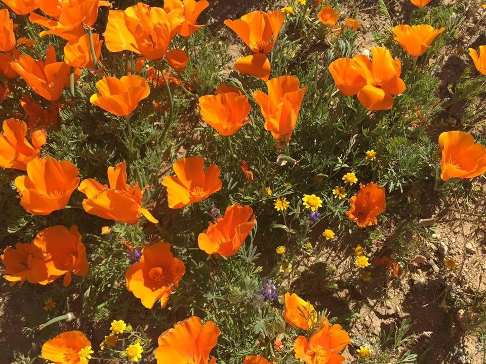 Jonet Leighton's album, Mobile Uploads