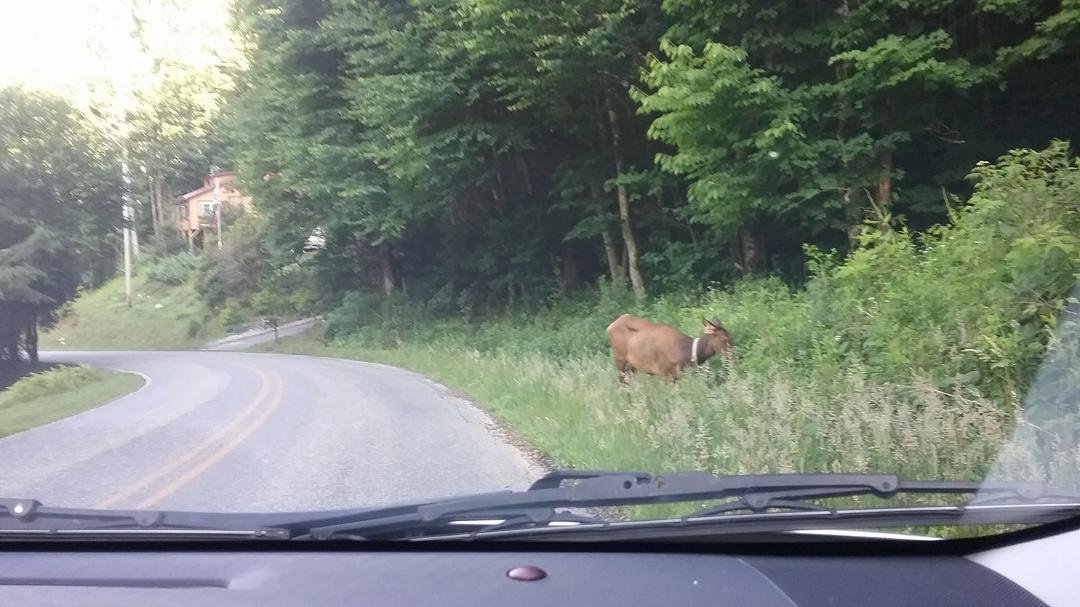Saw this pretty little girl driving off the mt headed to town for dinner. She did not mind when C.C decided to stop & take photos. I took mine from the safety of the car. C.C was surprised she was all alone.