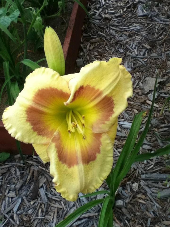Gretta Gribble's album, Timeline Photos