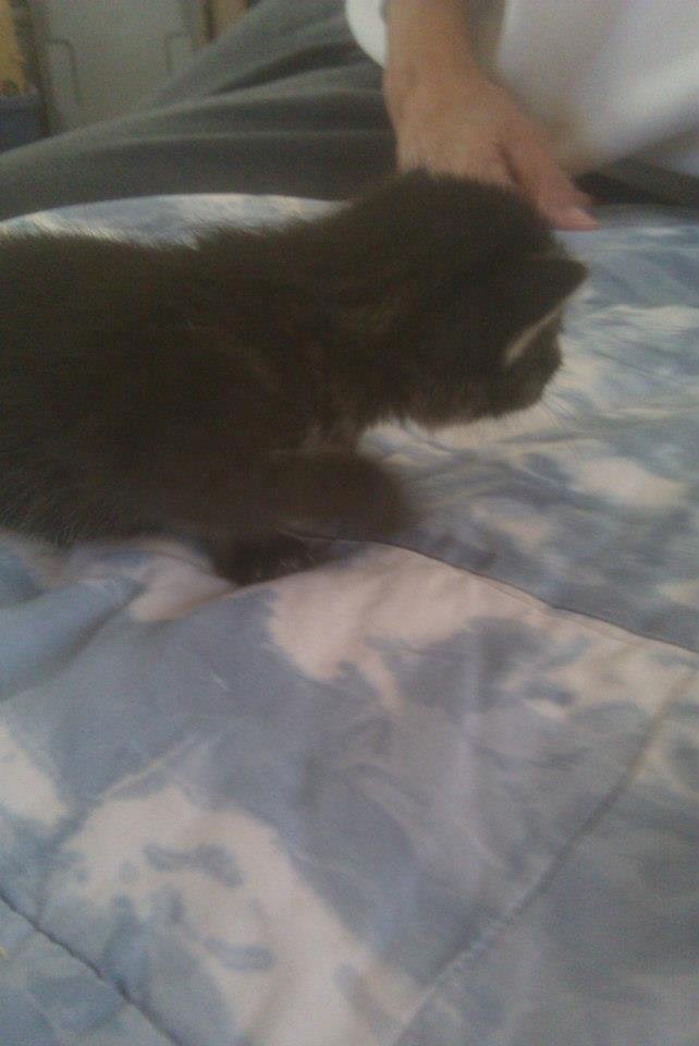 Kelly Mosgofian's album, Kittens!
