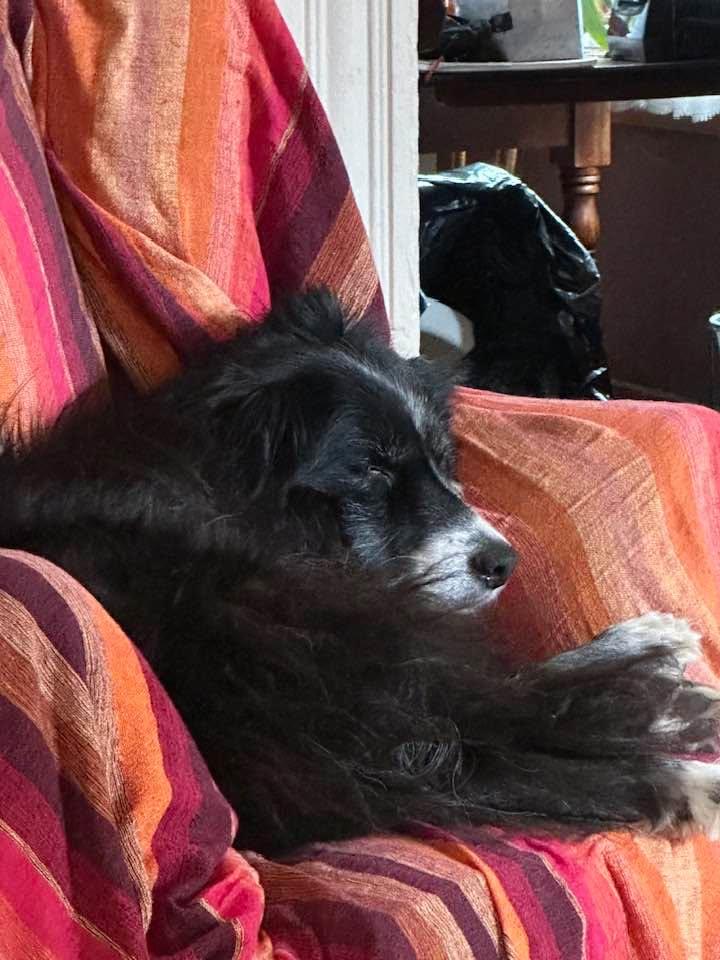 Dreaming of a bills victory today