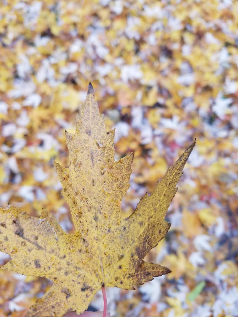 I believe this is how God sees us. We are leaves on the tree of life. Uniquely different yet the same. Beautiful. I choose to spread love and peace because no matter how different someone is on the outside we are still