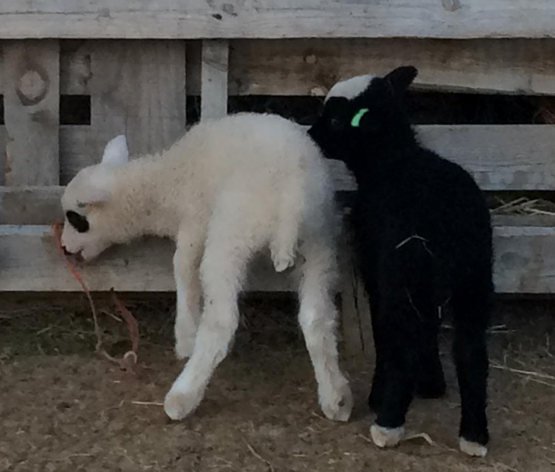 Twin girls Yin and Yang