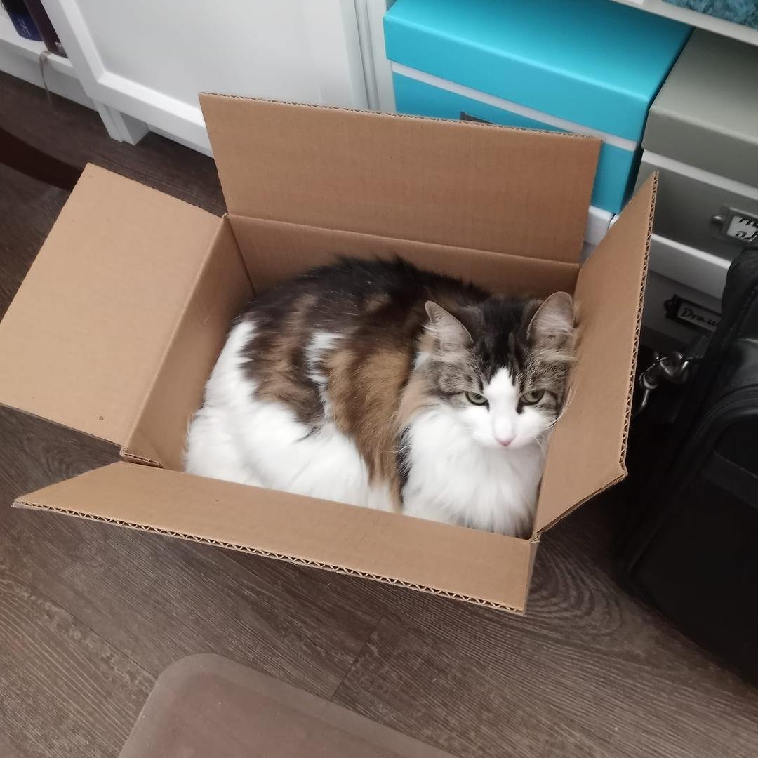 Oh, to be a cat. Not a care in the world as long as she has a box.
