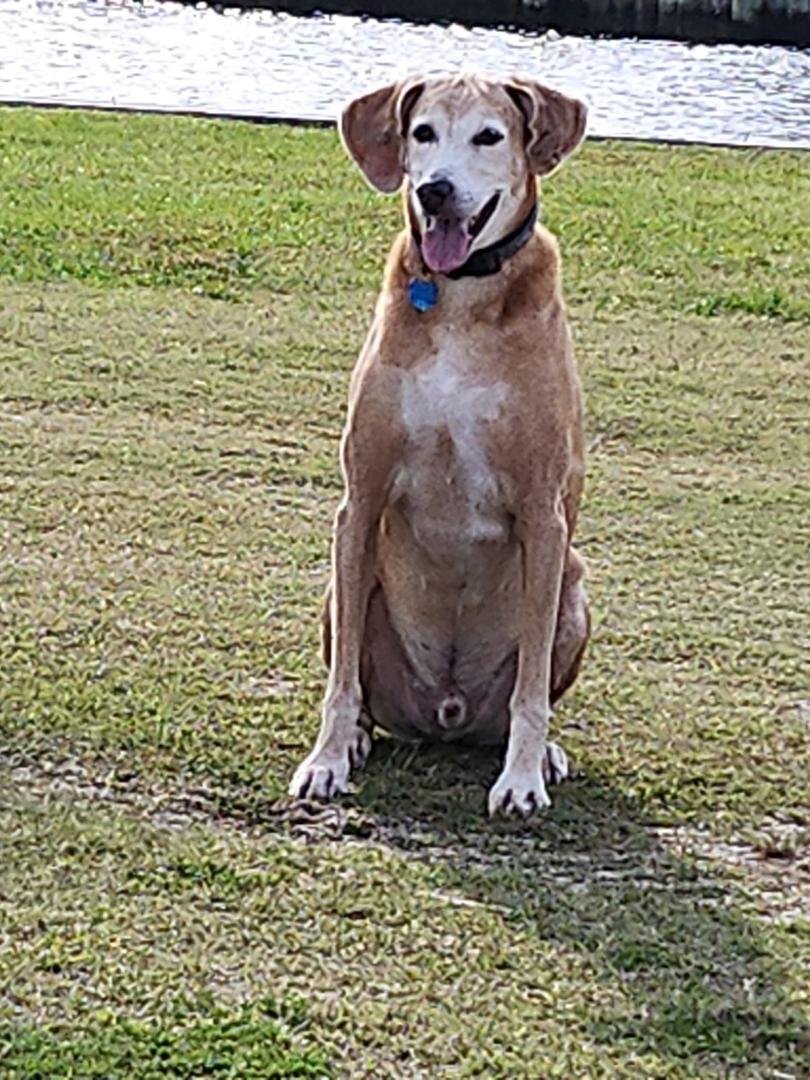 Elvis is just as handsome, sweet & smart as ever. He will be 12 in July. 80 lbs of spoiled rotten!