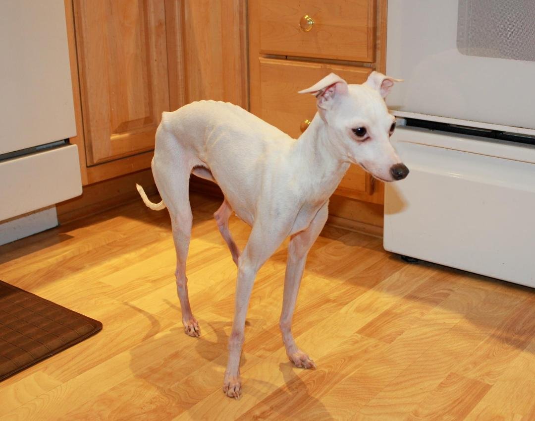 19 hour trip and Luigi now has a sister. Too many sad details to go into but she's a registered, spayed, emaciated
little IG that just wants to be loved (& fed). And yes, it has already been confirmed, she is a heat seek