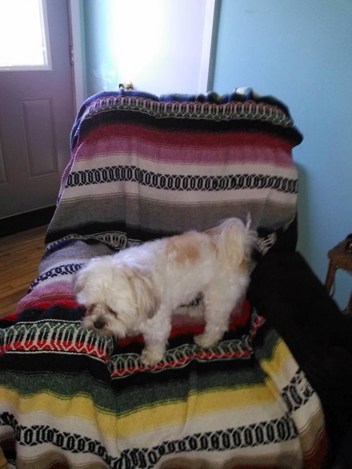 Buddyjoe. Bath day. Then to beauty shop next week  he loves when u blow dry him. The bath is good but he doesn't like his head so much. I use baby shampoo.