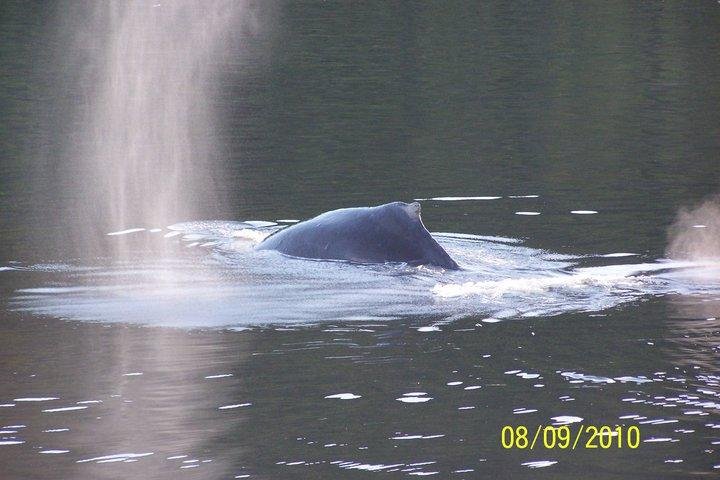 Another Whale