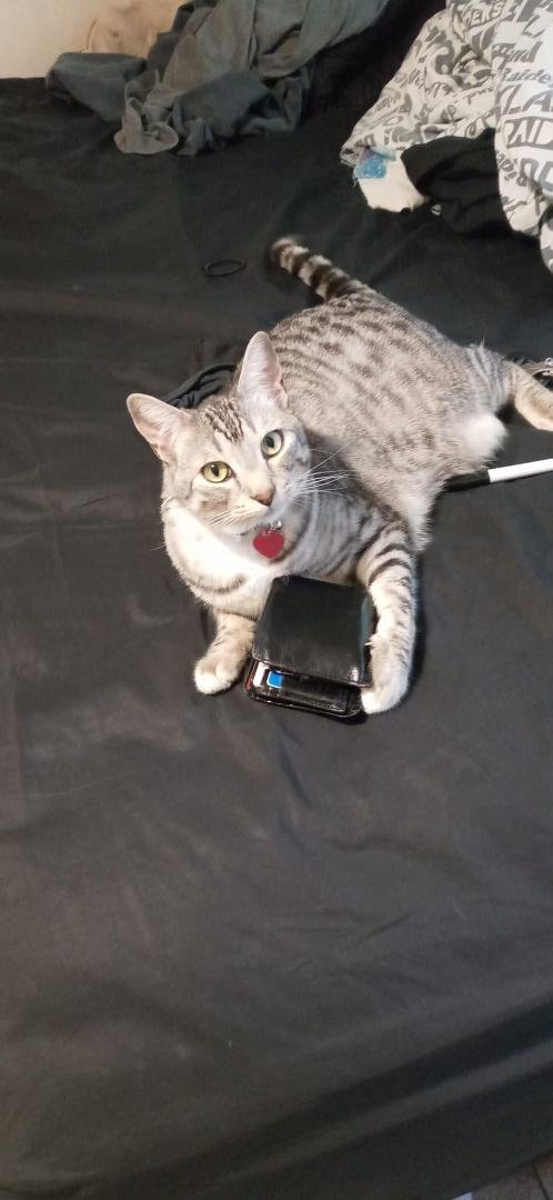 Silly cat, that's my wallet.