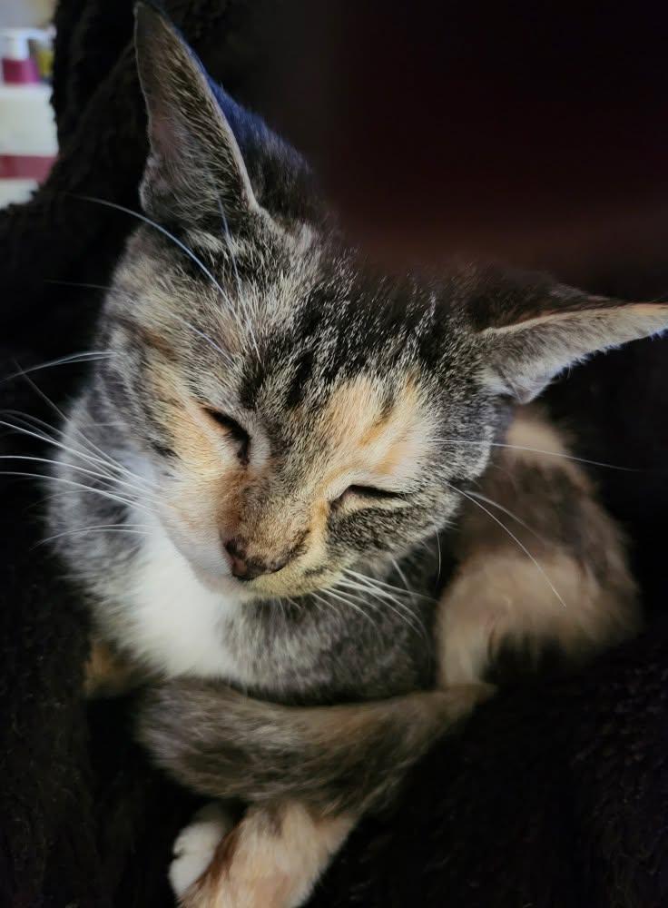 My precious sleeping Kattaloo!!!🙂❣️