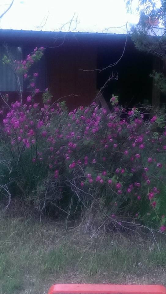 Wild rosebush in full bloom