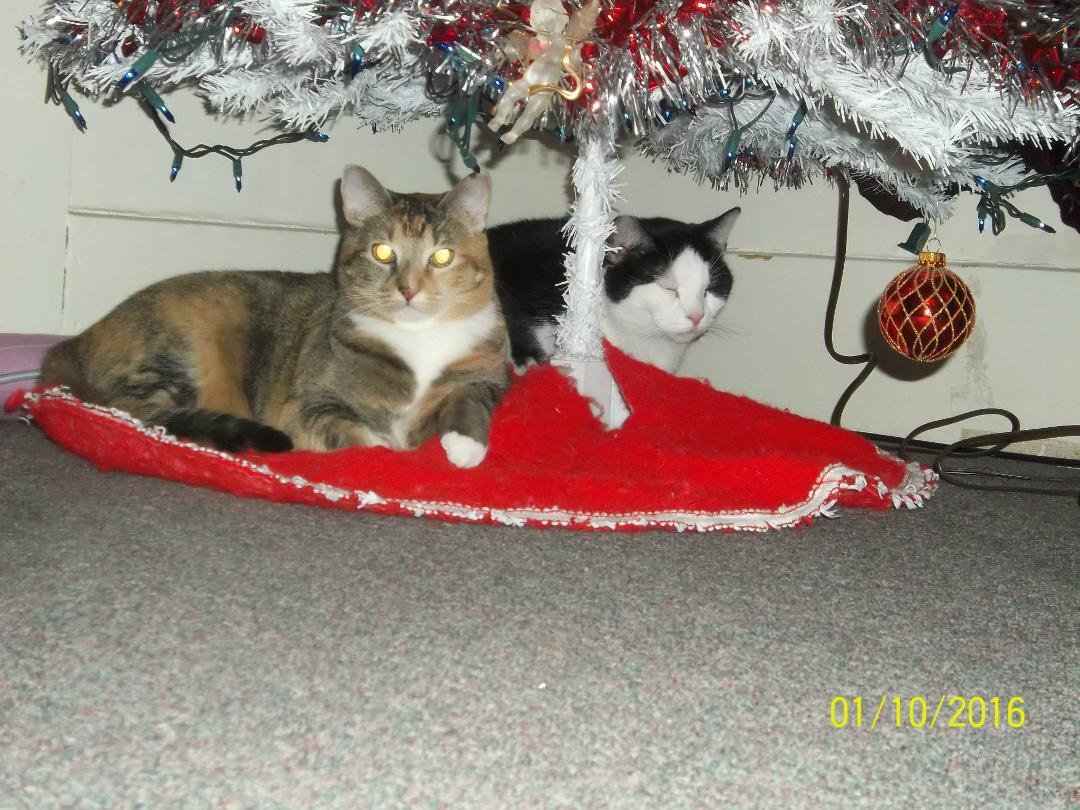cats under tree