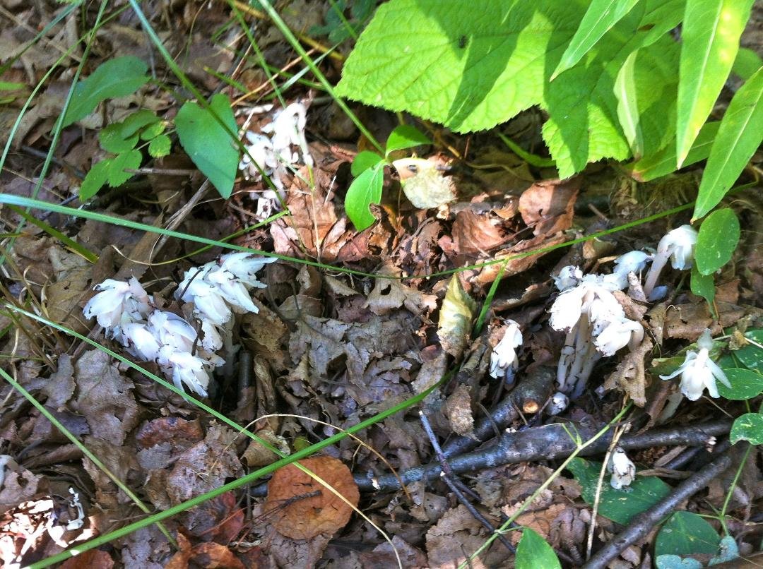 Woo hoo!  I found Indian Pipes in Moores Meadow!