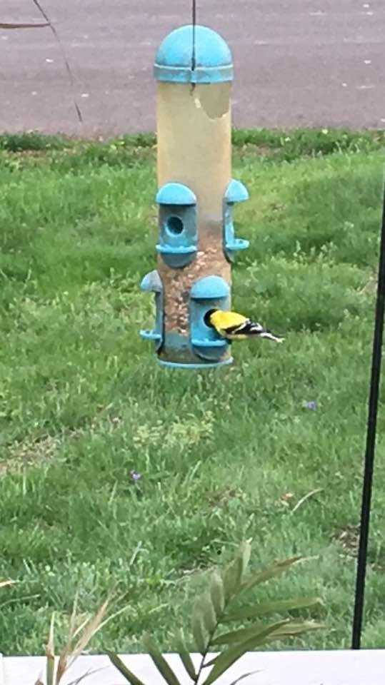 These yellow finches are everywhere today so pretty
