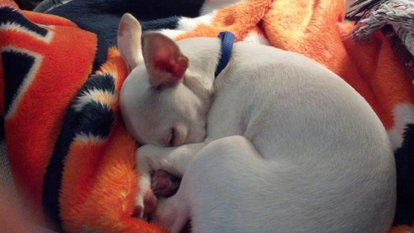 Peanut - Big Boy Napping
