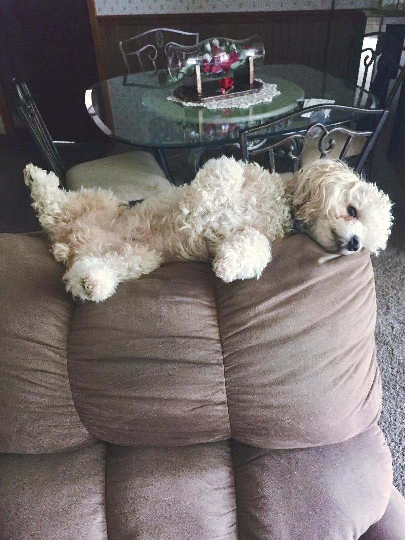 Oh so comfy🐩🦈💝🐠🐾