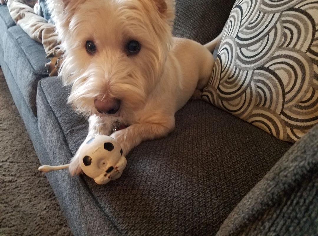 Sparticus & 1 of his noisy toys!!!