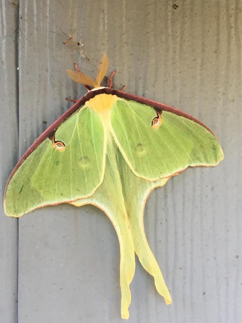 Luna Moth showed up tonight about 6' across