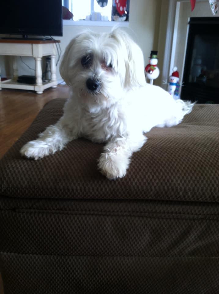 My FB friends and family, it has taken me 3days to be able to make this post.  On Wednesday we had to say goodbye to my best boy Doc. He became ill at noon and by 430 he was gone. What a shock. My constant companion for 14 