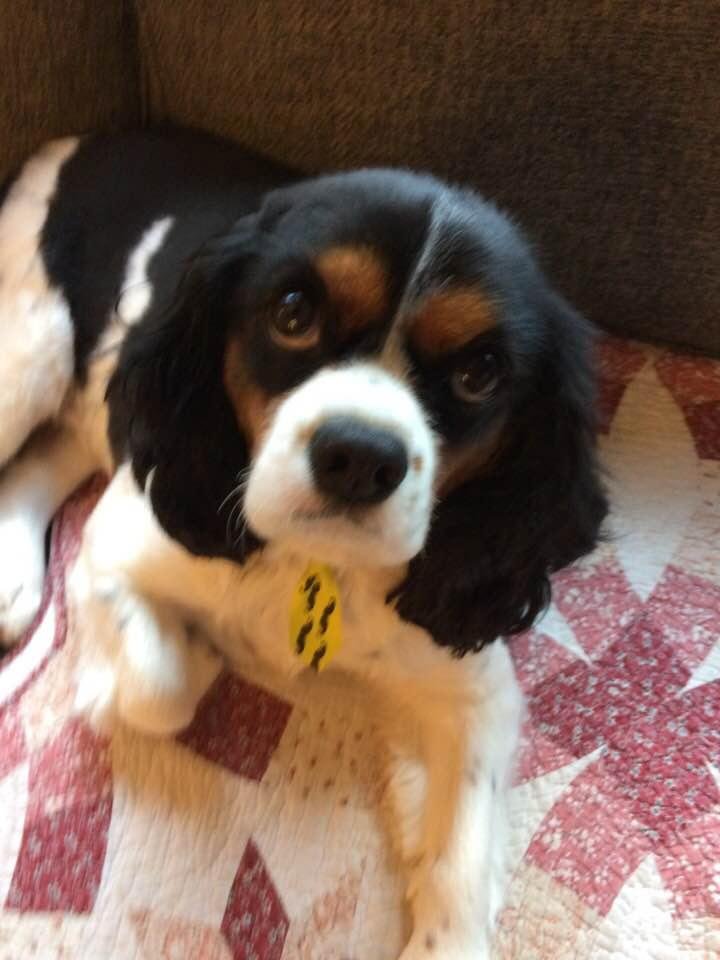 Happy3rd Birthday Smudgie, love mom and dad !!!!!