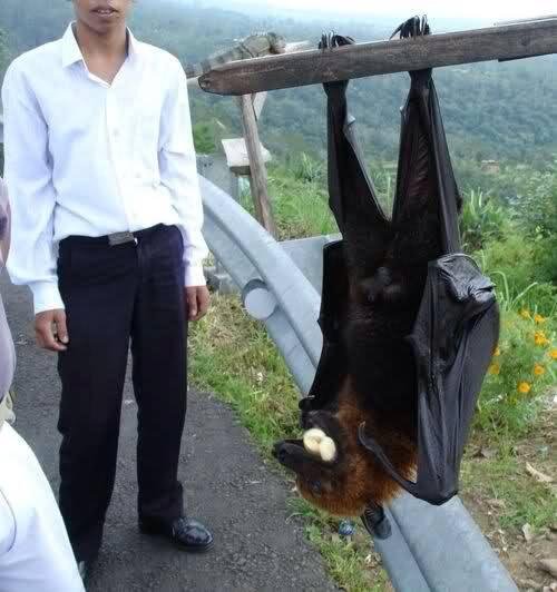 I hope I never encounter such an animal....smh