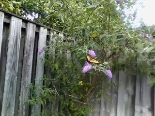 Butterfly bush!