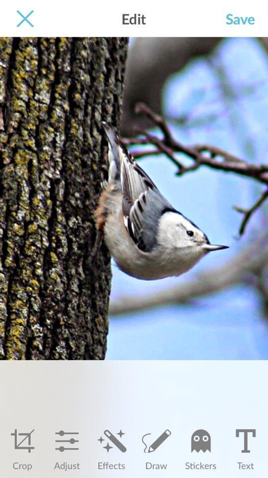 Nuthatch visitor
