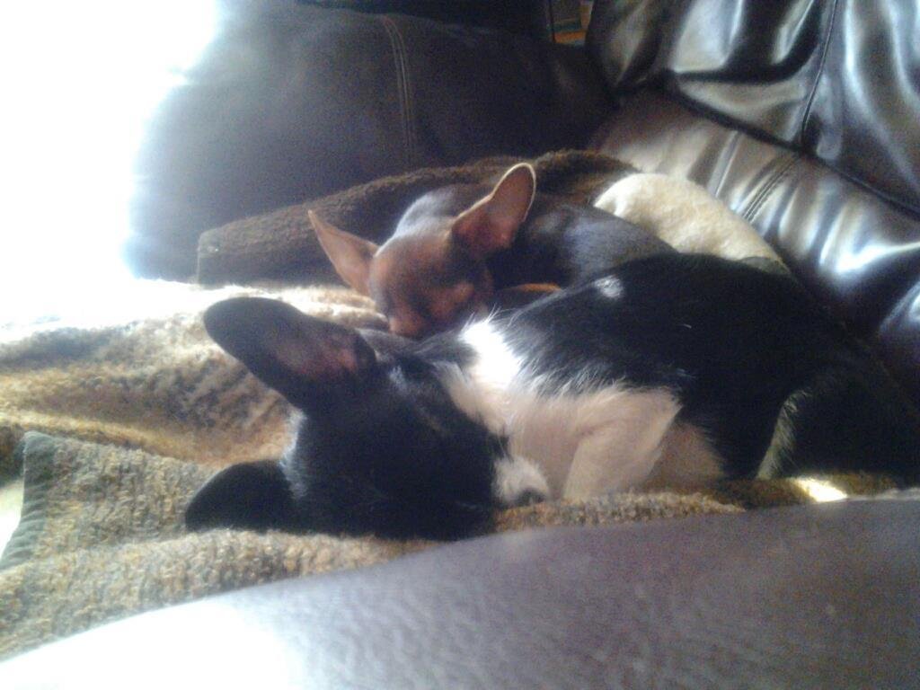 My pups.