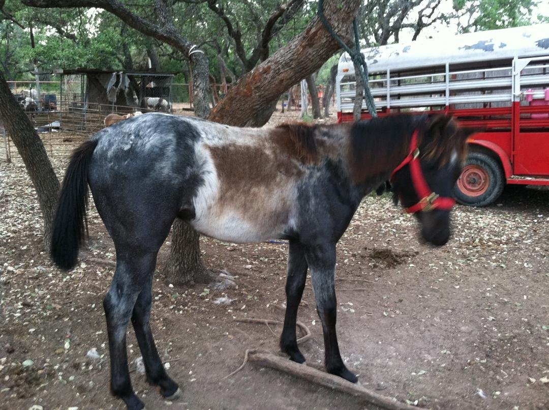 My newest yearling... he needs some feeding up and TLC, but once he has shedded the rest of his coat off... he will look good!!! Calling him Slick... cause... he ain't...but he will be!! Looks like a barbado sheep during sh