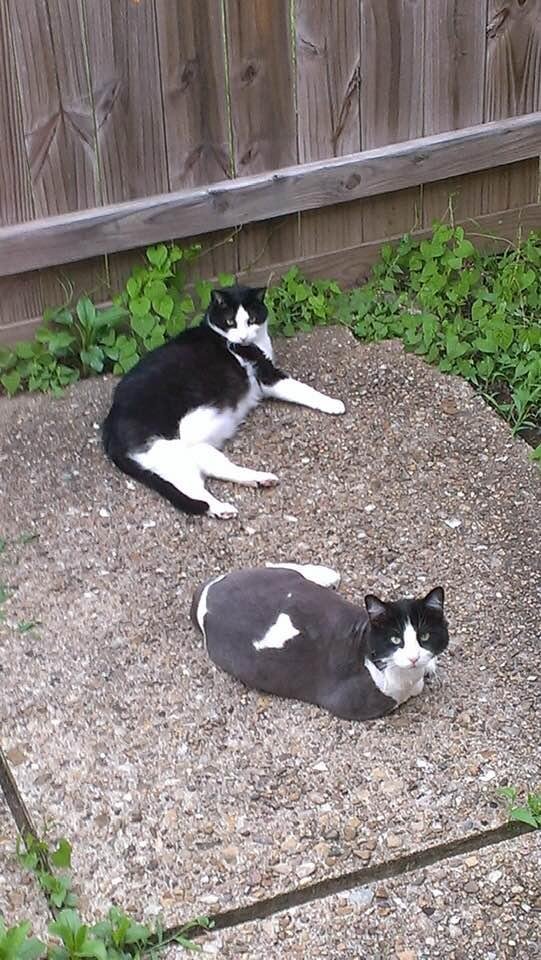 Taz and Sophie on the patio. Taz was totally in love with Sophie and followed her everywhere like a shadow...