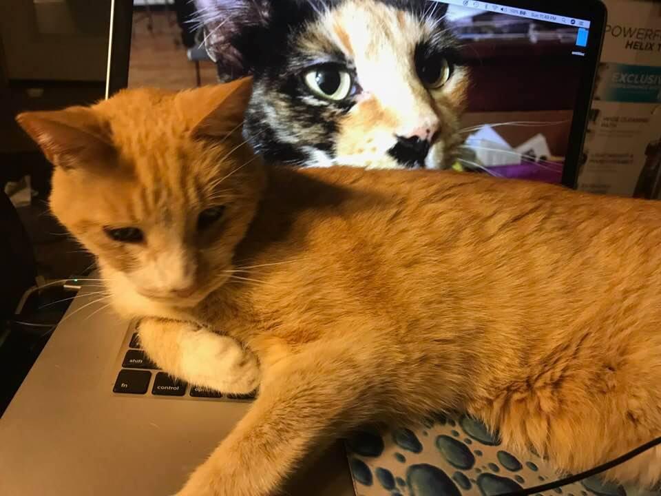 Puma