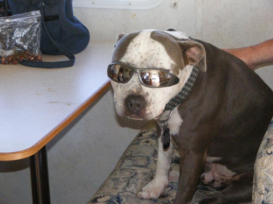 Coolest dog I know.... My Max