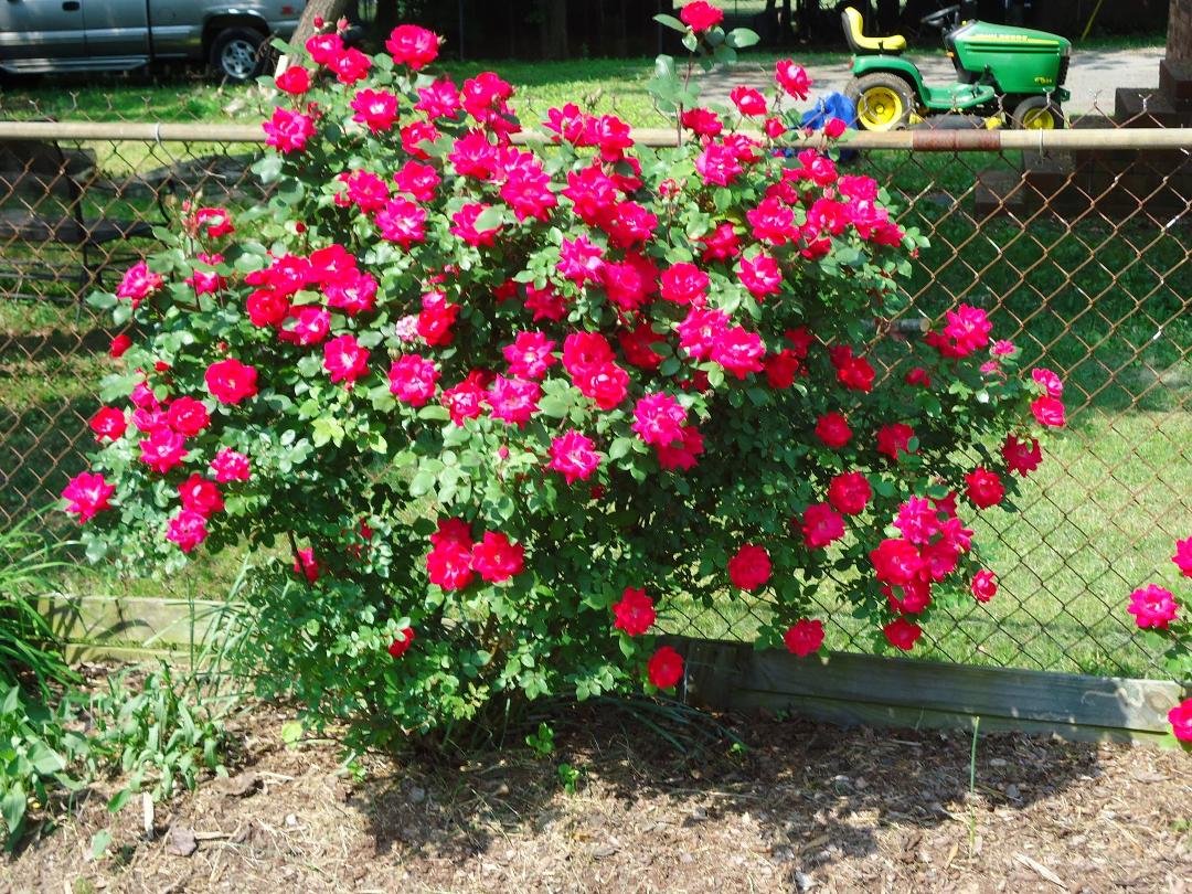 mama flowers