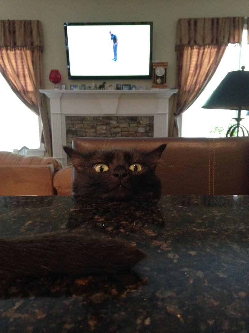 Pepper supervising the egg salad