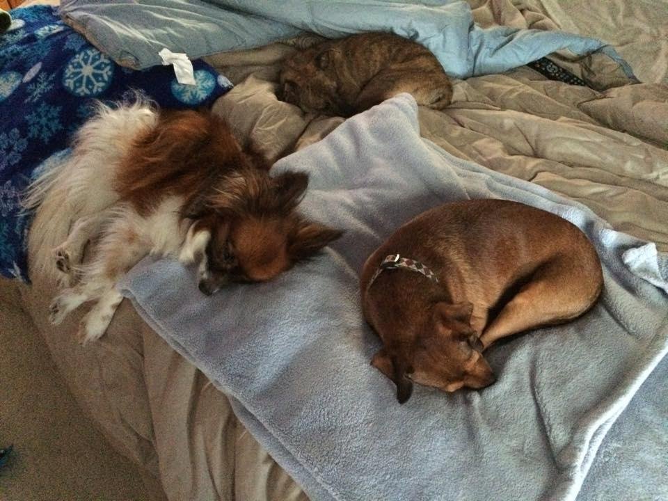 One more photo for those who wonder how Bitsey likes her brothers--they're Ok!