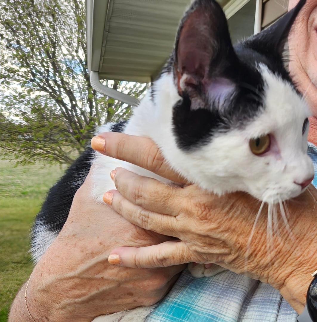 I found this lovely young cat at the corner of Hwy 81 & road 44. She is very friendly. I'm sure she is missing her family.