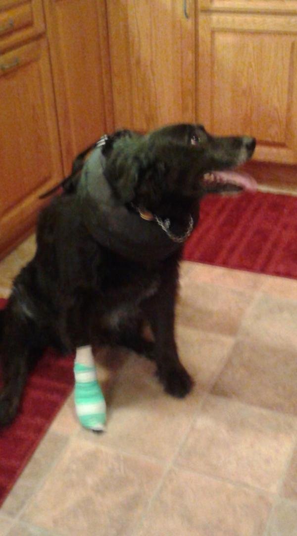 Went to the vet and come home like this. She won't  be nervous to go to the vet again.