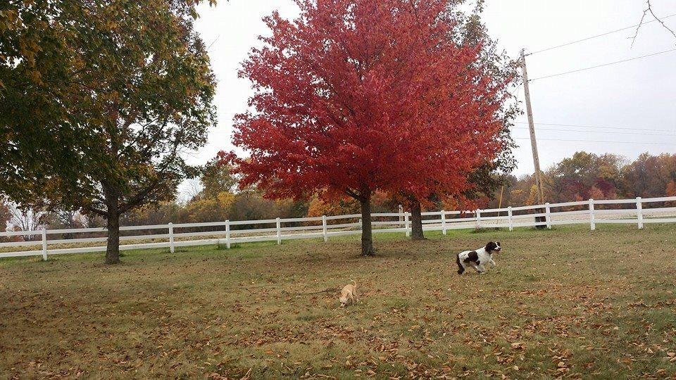 The trees are just beautiful here. This is one in our front yard.