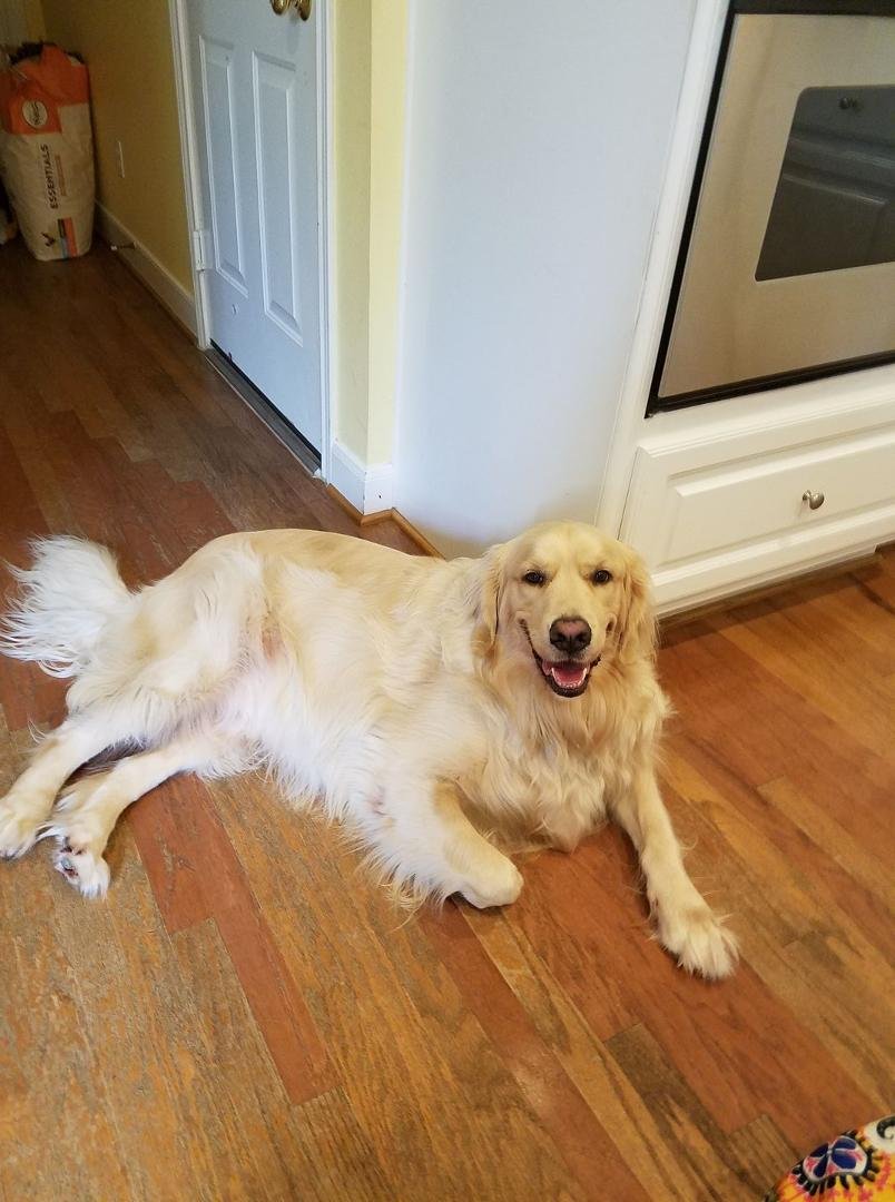 Visiting my granddog and family!